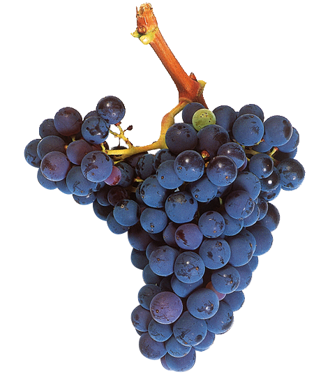 Garnacha Tinta