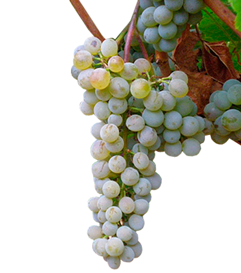 Moscatel